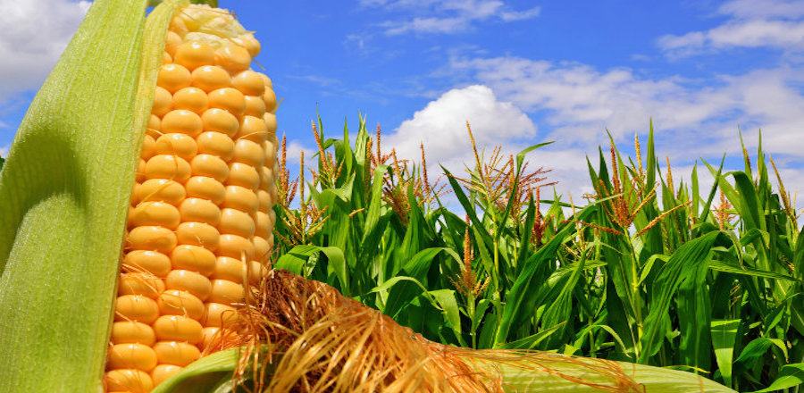 A continuación, compartimos la nota relevante del día: EU inicia ‘guerra’ con México por maíz transgénico